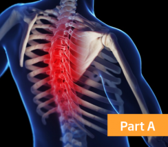 Musculoskeletal Physiotherapy Level 1 Thoracic Spine and Rib Cage - Part A
